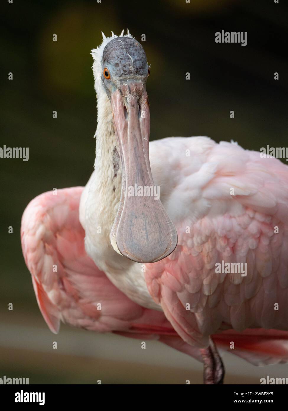 Ein isolierter Schuss eines rosafarbenen Vogels, der nach vorne blickt, mit ausgestrecktem Hals und Kopf Stockfoto