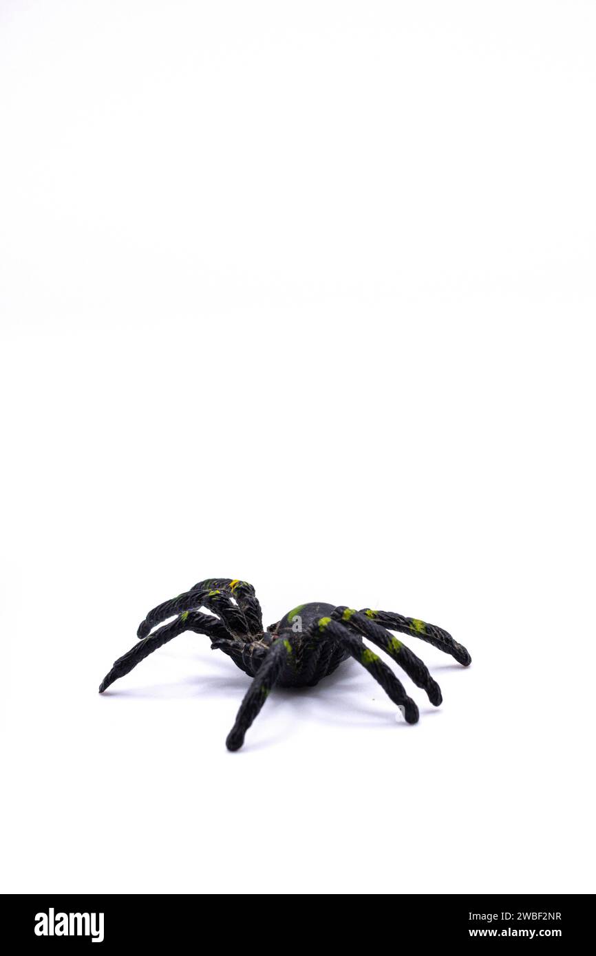 Eine schwarze Kunststoffspinne auf isoliertem Hintergrund, Draufsicht einer Kunststoffspinne auf weißem Hintergrund Stockfoto
