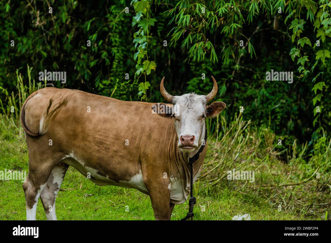 Nahaufnahme einer braunen und weißen Färse mit Hörnern und einem Seil um den Hals Stockfoto