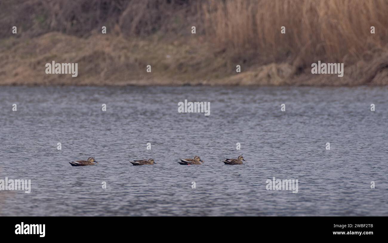 Vier Östliche Fleckschnabelenten schwimmen zusammen in einem Fluss mit einem weichen, verschwommenen Hintergrund der Flusslinie Stockfoto