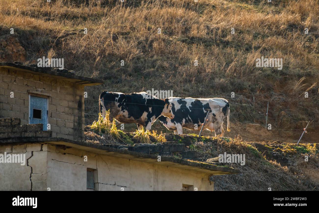 Zwei schwarz-weiße Kühe stehen neben einem alten verlassenen Gebäude am Berg in der Abendsonne Stockfoto