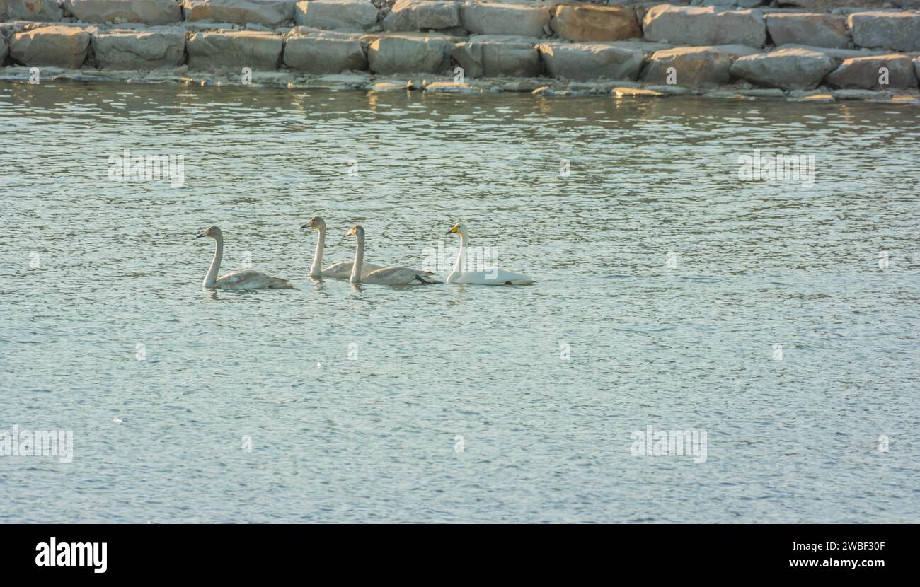 Herde von vier Singschwänen, die in der Morgensonne im Fluss schwimmen Stockfoto