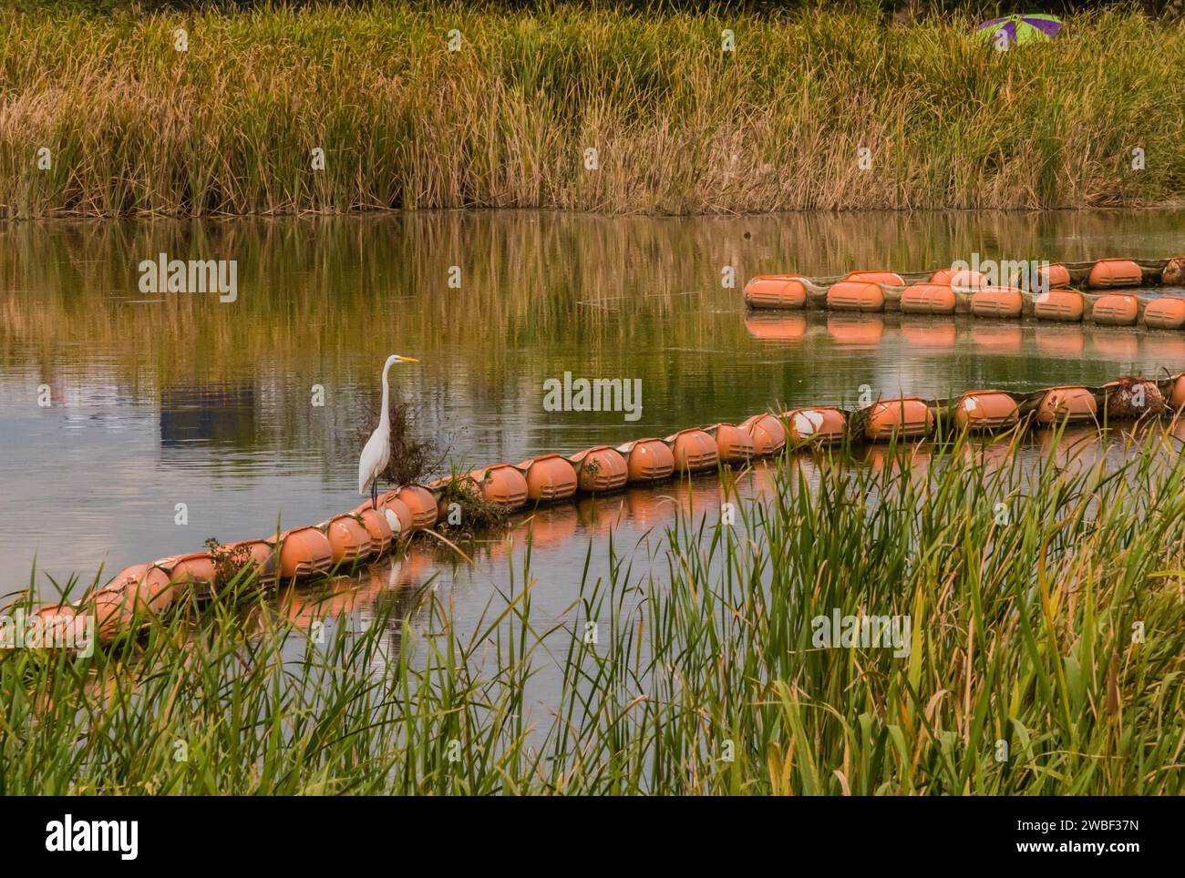 Weißer Reiher, der auf einem orangen Schwimmer im Fluss steht, mit hohem Schilf am Ufer und einem grünen und kastanienbraunen Regenschirm, der aus dem Schilf ragt Stockfoto