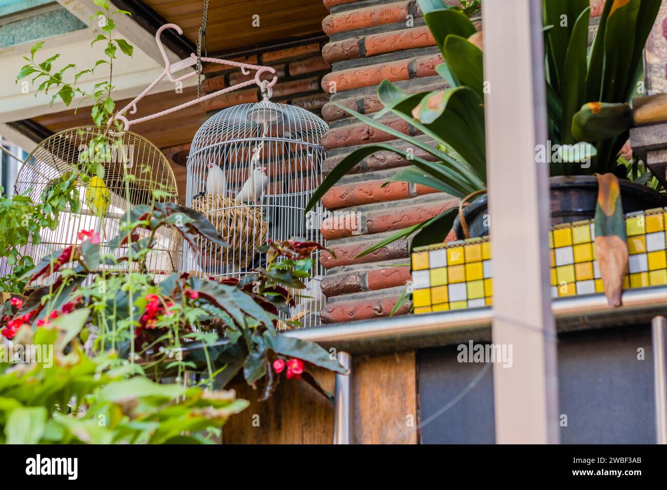 Zwei schöne weiße Finken in weißem Vogelkäfig neben gelbem Sittich, auch im Käfig, der von einem Kleiderbügel auf der Veranda hängt Stockfoto