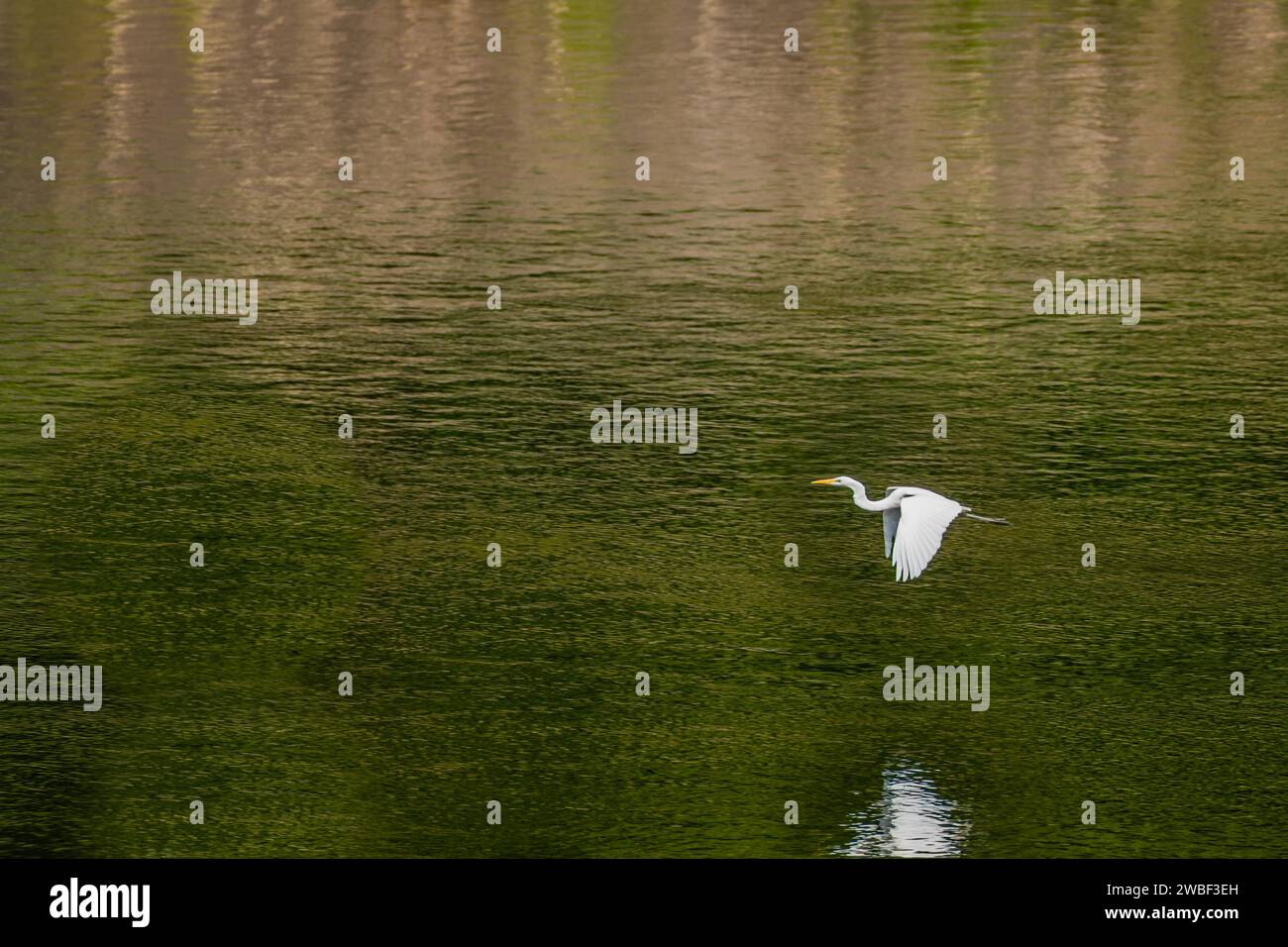 Weißer Reiher, der über den Fluss fliegt, mit grünem Farbstich, der durch Bäume am Ufer verursacht wird Stockfoto