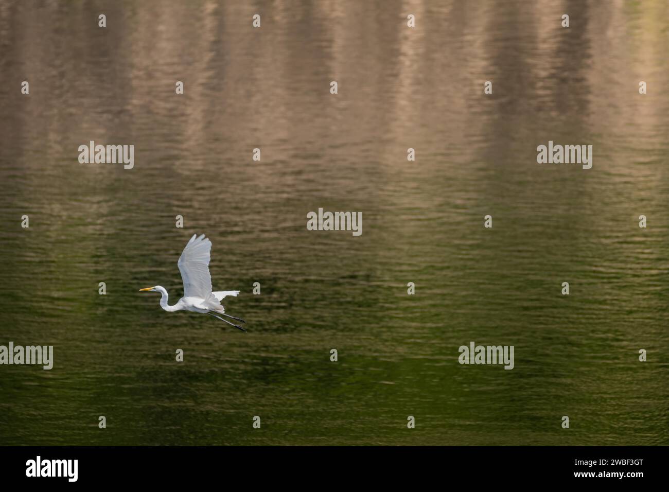 Egret fliegt über die Oberfläche des Flusses mit grünen Tönen, da Bäume am Ufer sich im Wasser spiegeln Stockfoto
