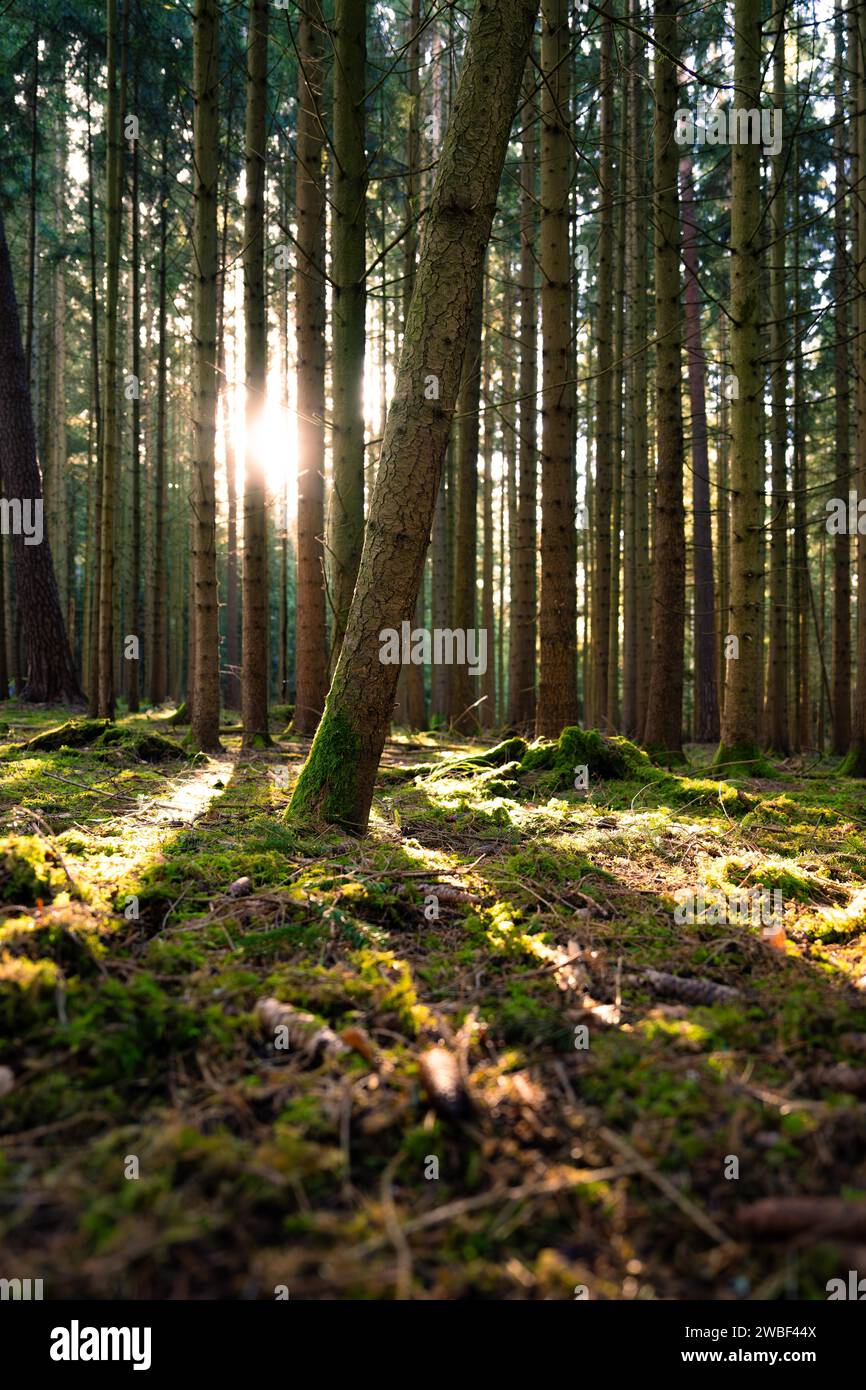 Warmes Sonnenlicht scheint durch die Bäume eines stillen Waldes, Unterhaugstett, Schwarzwald, Deutschland Stockfoto