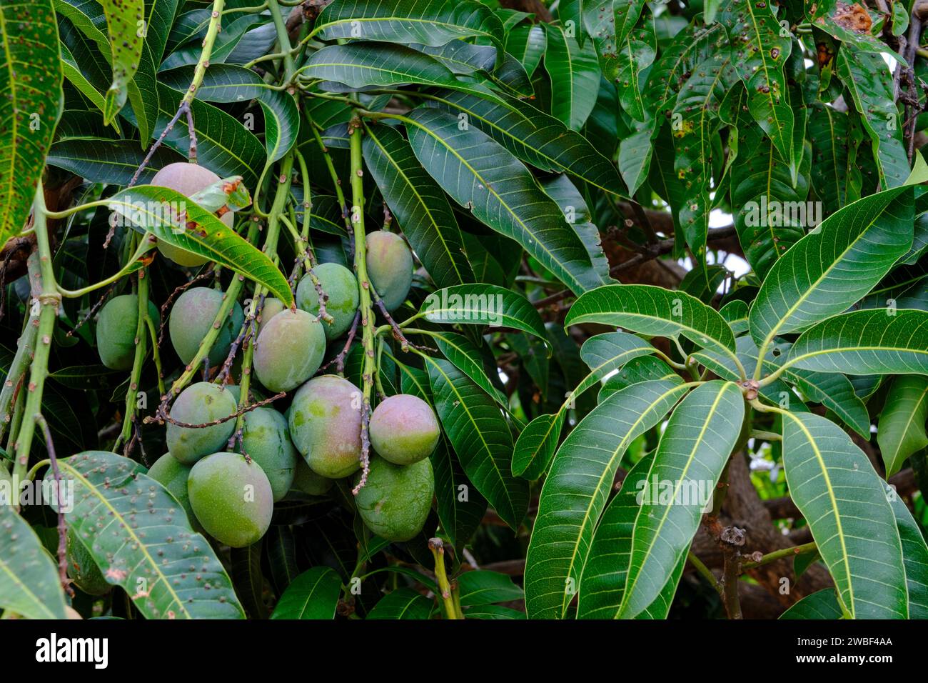 Simbabwe, Matabeleland North, Dorf in der Nähe von Hwange, Mangos pflücken mit Gugulethu Dube, 21 Jahre alt Stockfoto