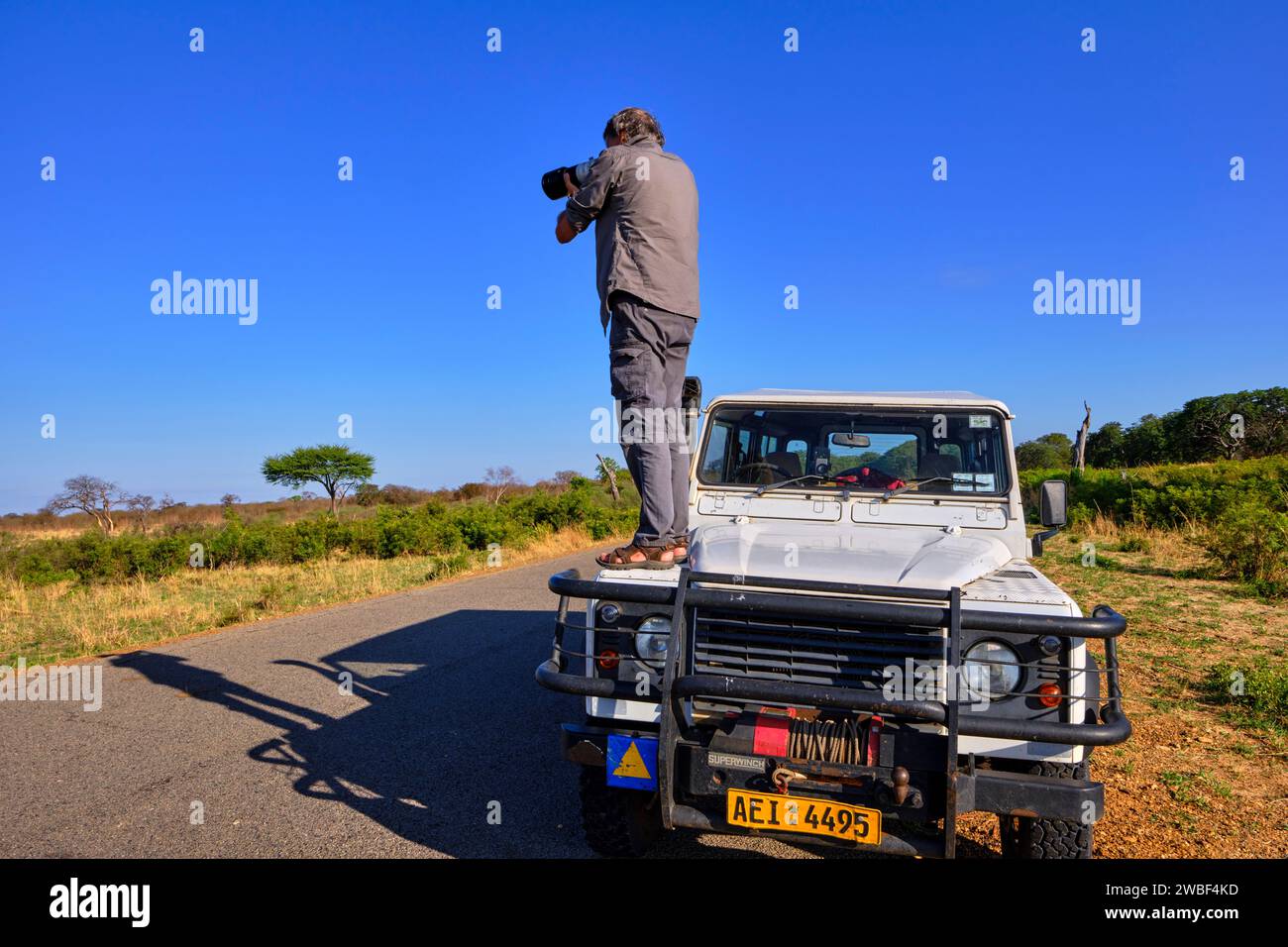 Simbabwe, Matabeleland North, Provinz, Hwange Nationalpark, wilde afrikanische Elefanten (Loxodonta africana), Pirschfahrt im Geländewagen Stockfoto