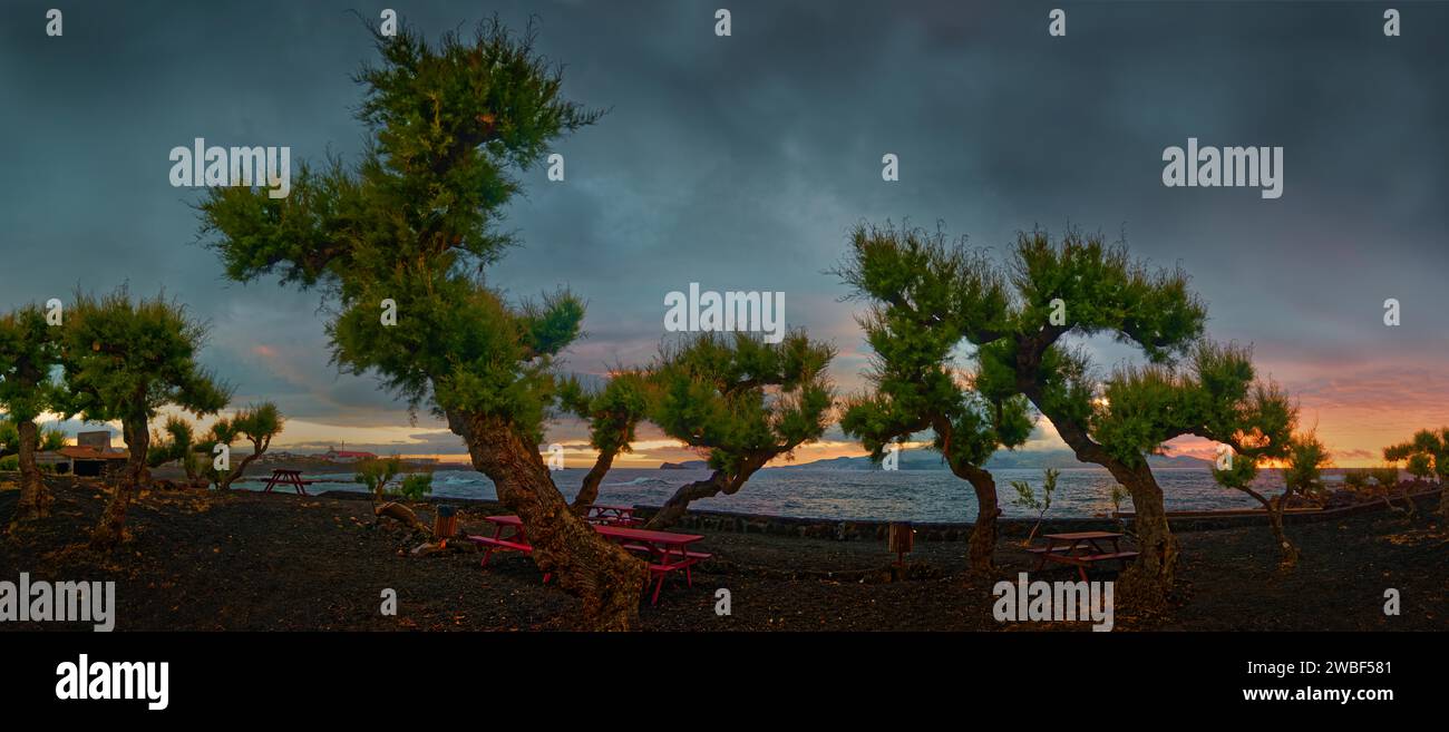 Gewundene Bäume des Parque da Barca Park vor einem dramatischen Abendhimmel über dem Meer, Atmosphäre der Ruhe und Abgeschiedenheit, Madalena, Pico, Azoren Stockfoto