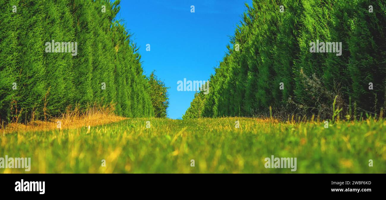 Sonnige, von Bäumen gesäumte Allee mit symmetrischer Perspektive und hellblauem Himmel, Haan, Nordrhein-Westfalen, Deutschland Stockfoto
