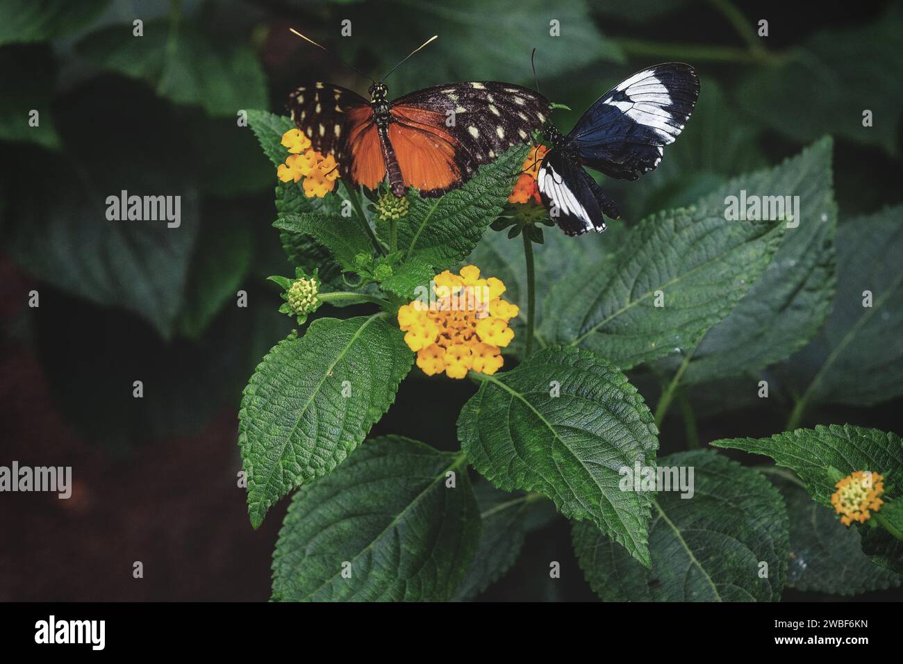 Ein orange-schwarzer und ein schwarz-weißer Schmetterling auf Blättern neben gelben Blumen, Krefeld Zoo, Nordrhein-Westfalen, Deutschland Stockfoto