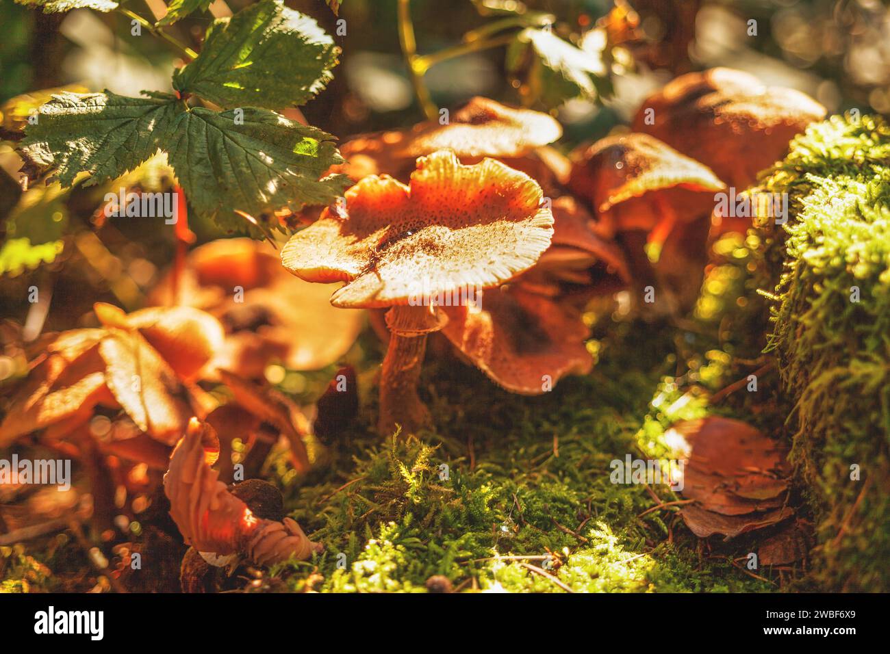 Pilzgruppe im Herbstlicht, umgeben von Blättern und Moos auf dem Waldboden, Wuppertal Vohwinkel, Nordrhein-Westfalen, Deutschland Stockfoto