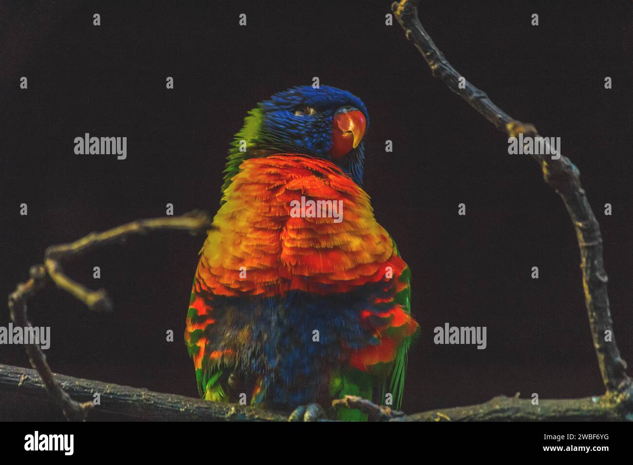 Bunter Papagei auf einem Ast, helles Gefieder im Dunkeln, Allwetterzoo Münster, Münster, Nordrhein-Westfalen, Deutschland Stockfoto