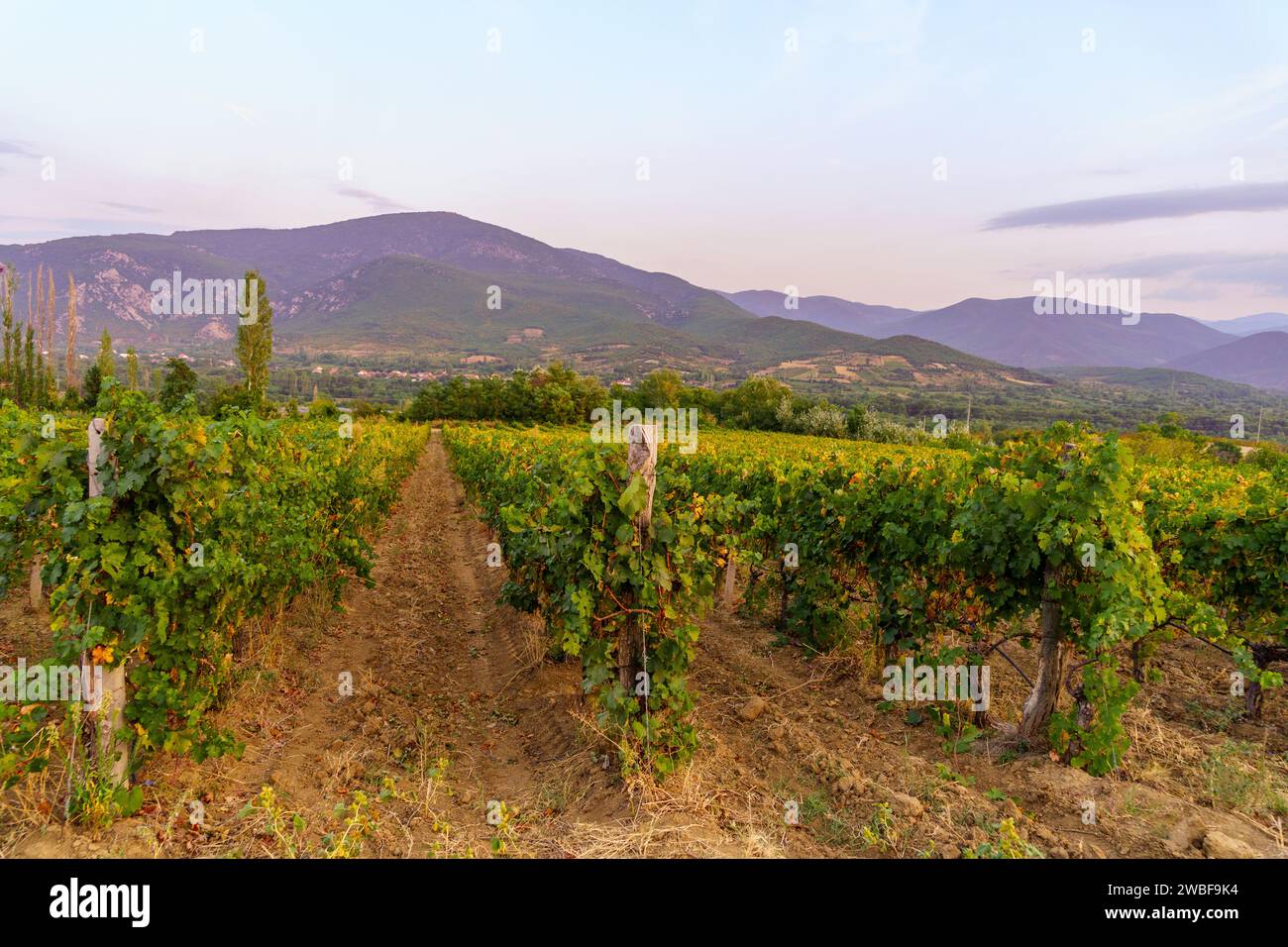 Blick auf die Weinberge und Berge bei Sonnenuntergang, in der Nähe von Demir Kapija, Nordmazedonien Stockfoto