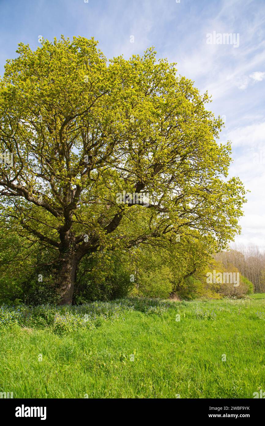 Ländliche alte englische Eiche im Frühling mit ungeschnittenem Gras Stockfoto