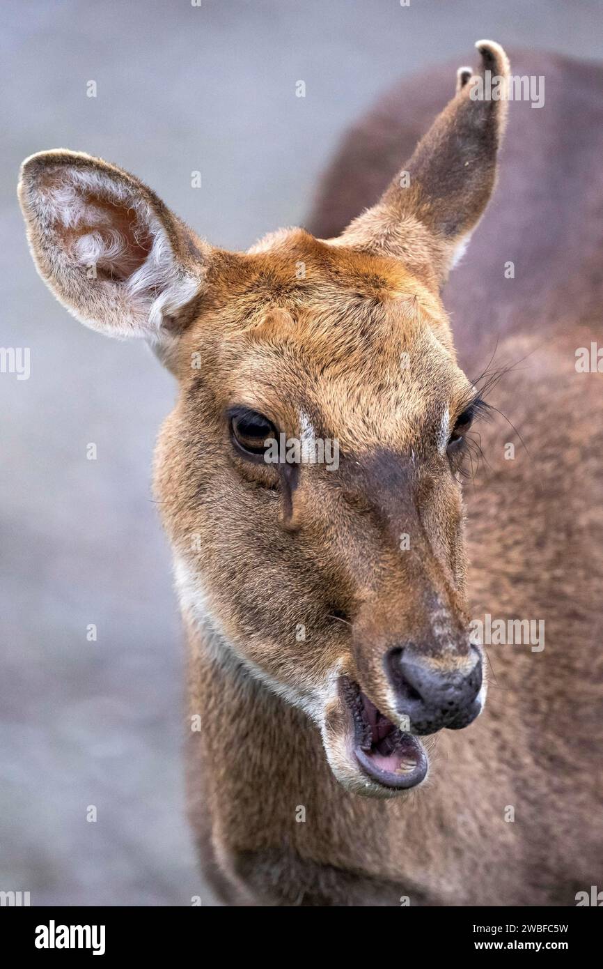 Burmesischer Lyrebird Rucervus eldii thamin Stockfoto