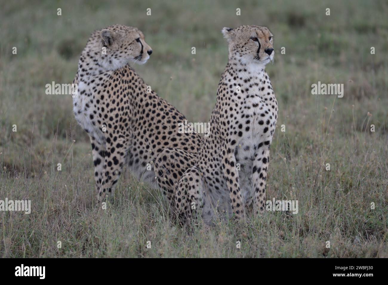 Geparden in Tansania Stockfoto