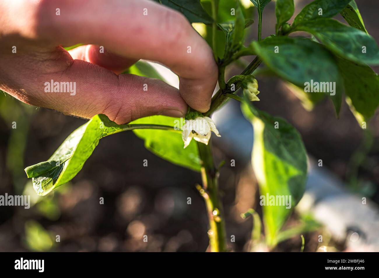 Erntereichtum: Finger schneiden vorsichtig die Kronenblume einer Pfefferpflanze ab, was ein robustes seitliches Wachstum fördert. Stockfoto