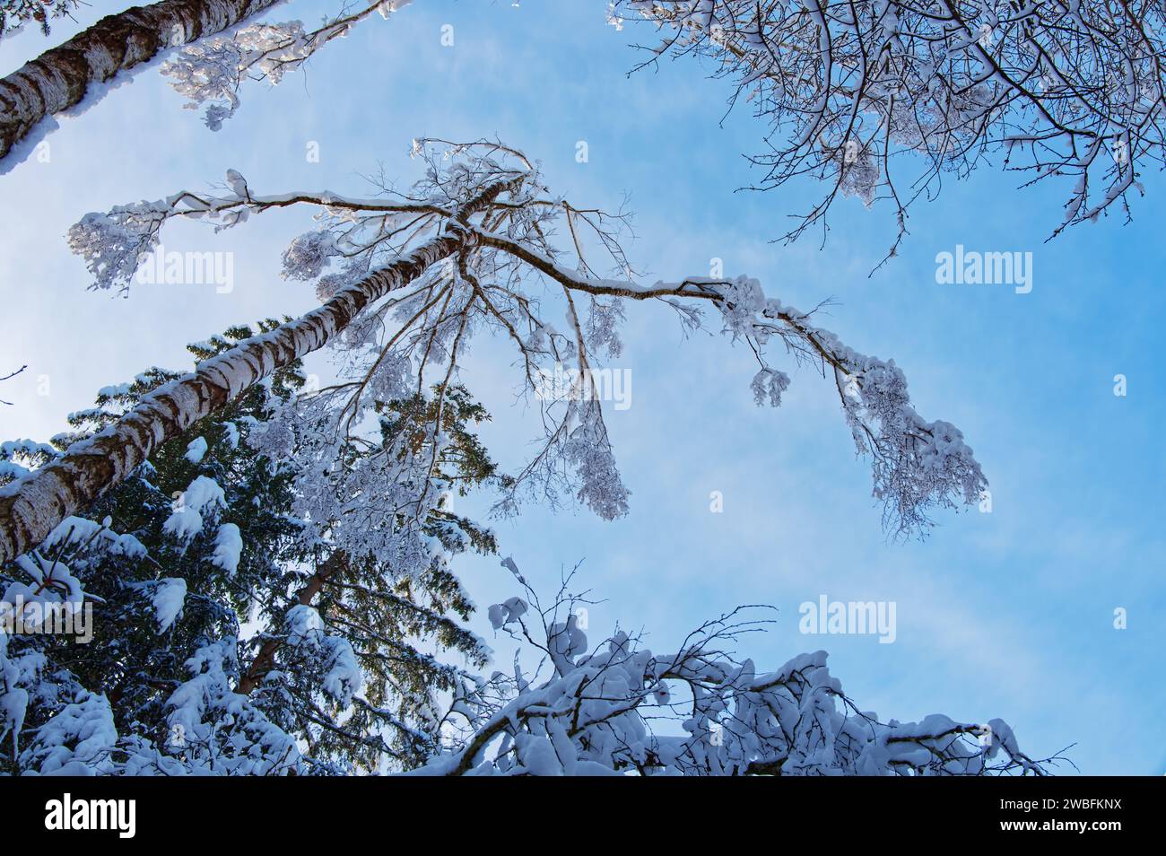 Blick von unten auf einen mit Schnee bedeckten Baum in einer Winterlandschaft Stockfoto