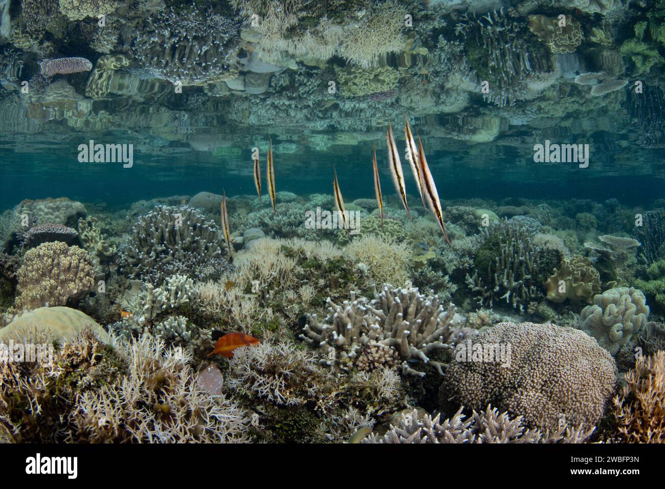 Eine kleine Shrimpfisch-Schule schwimmt über einem flachen Riff in Raja Ampat. Die Korallenriffe hier beherbergen die größte biologische Vielfalt der Meere, die auf der Erde bekannt ist. Stockfoto