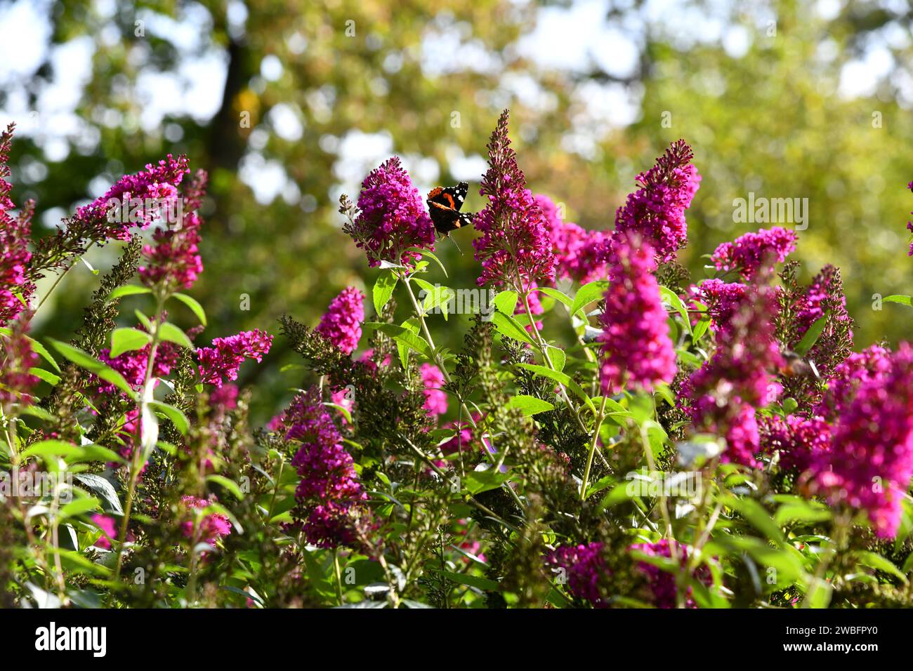 Japanische Buddleia mit einem Schmetterling Stockfoto