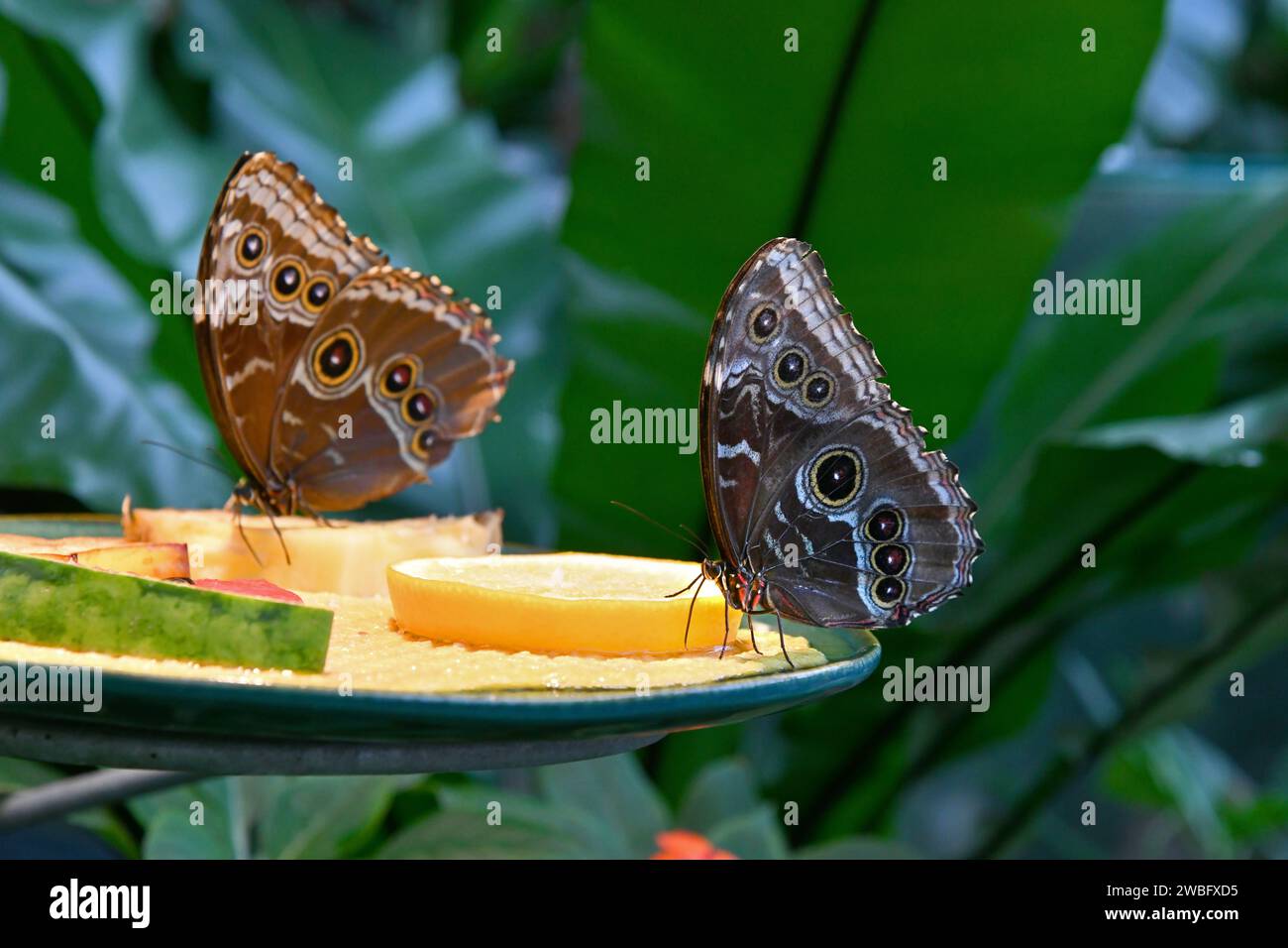 Schmetterlinge lieben Nektar und fermentierte Früchte Stockfoto