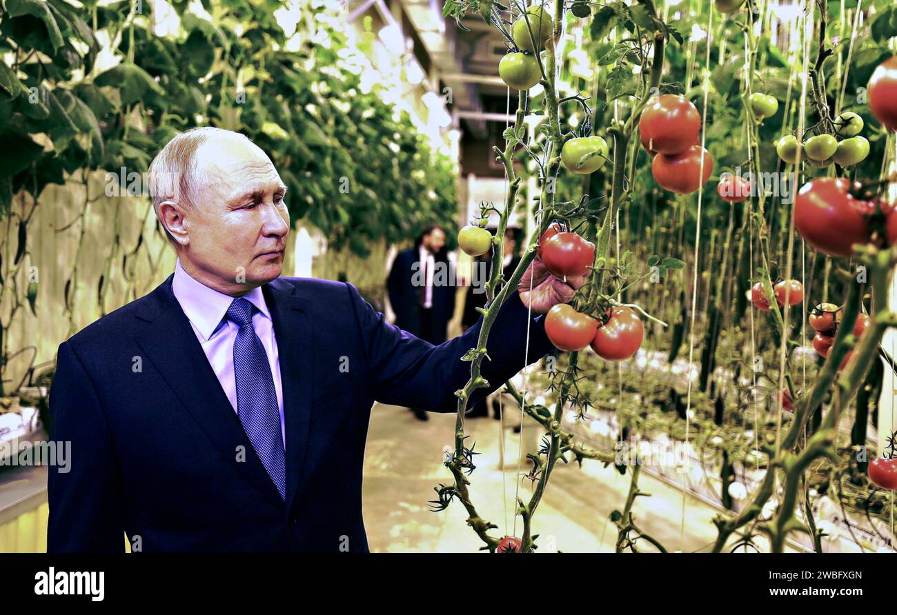 Anadyr, Russland. Januar 2024. Der russische Präsident Wladimir Putin untersucht Tomaten, die in einem ganzjährigen Hydrokultur-Gewächshaus wachsen, während eines Rundgangs durch den Bauernhof der Makatrov-Familie am 10. Januar 2024 in Anadyr, Tschukotka Autonomes Okrug, Russland. Die Region ist das östlichste Gebiet Russlands an der Beringstraße, nur 55 km von Alaska entfernt. Quelle: Gavriil Grigorov/Kreml Pool/Alamy Live News Stockfoto