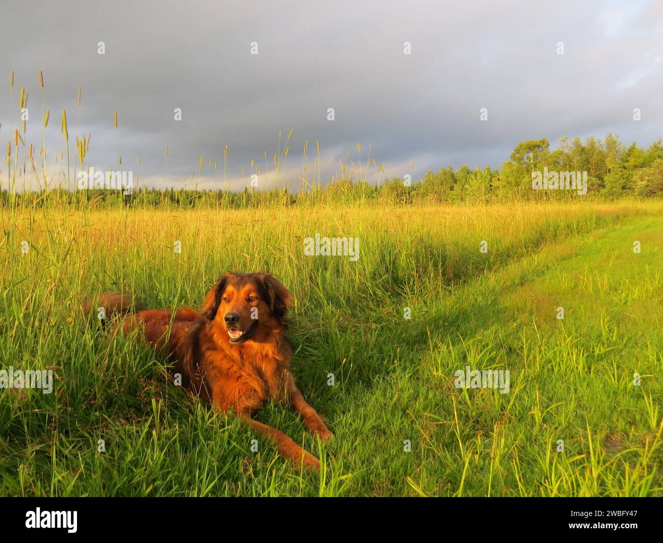 Ein entzückender Hund, der einen gemütlichen Nachmittag in einem Feld mit üppigem grünen Gras genießt. Stockfoto