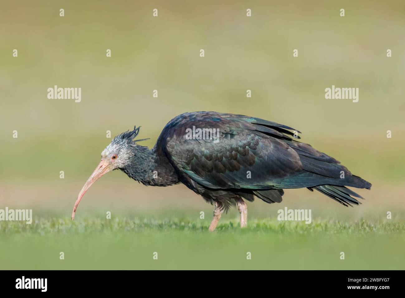 Sehr seltene und verletzliche weibliche Nördliche Kahlheit Ibis, Geronticus eremita, Kassiopeia, auf der Suche in Baden-Württemberg/Deutschland Stockfoto