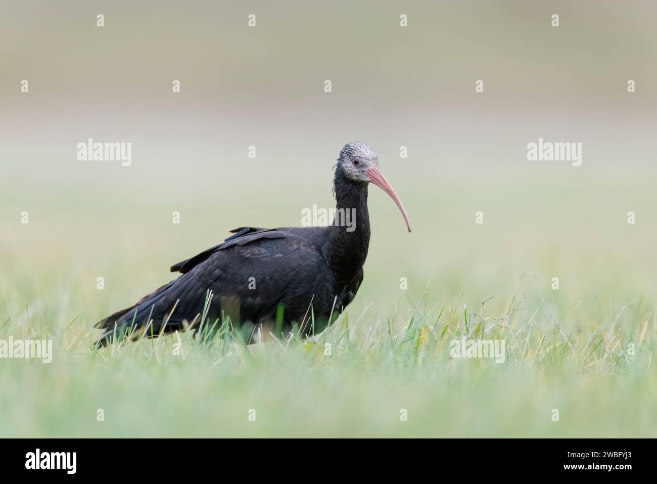 Sehr seltene und verletzliche weibliche Nördliche Glatze Ibis, Geronticus eremita, Carlotta, auf der Suche in Hessen/Deutschland Stockfoto