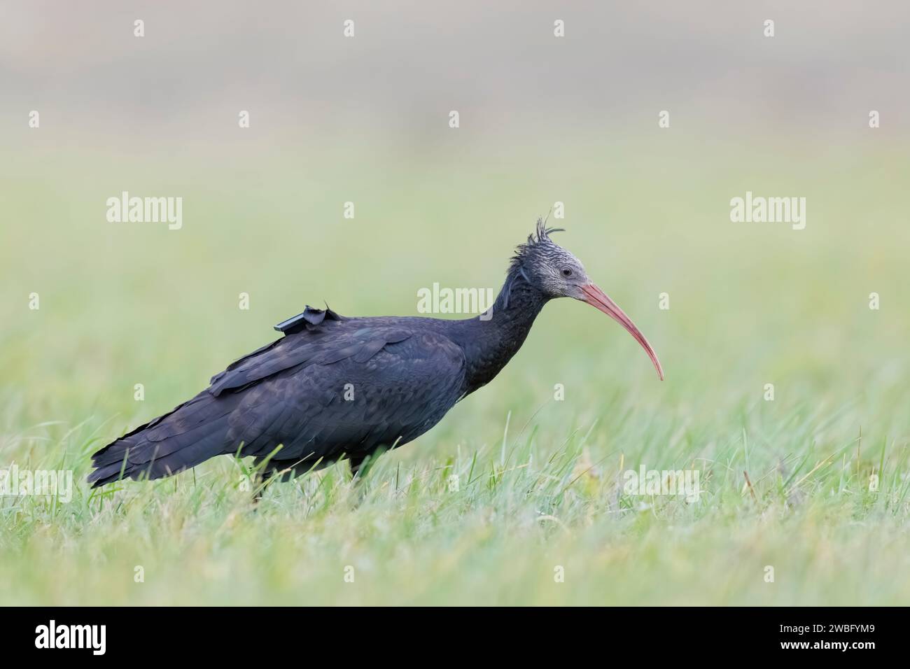 Sehr seltene und verletzliche weibliche Nördliche Glatze Ibis, Geronticus eremita, Carlotta, auf der Suche in Hessen/Deutschland Stockfoto