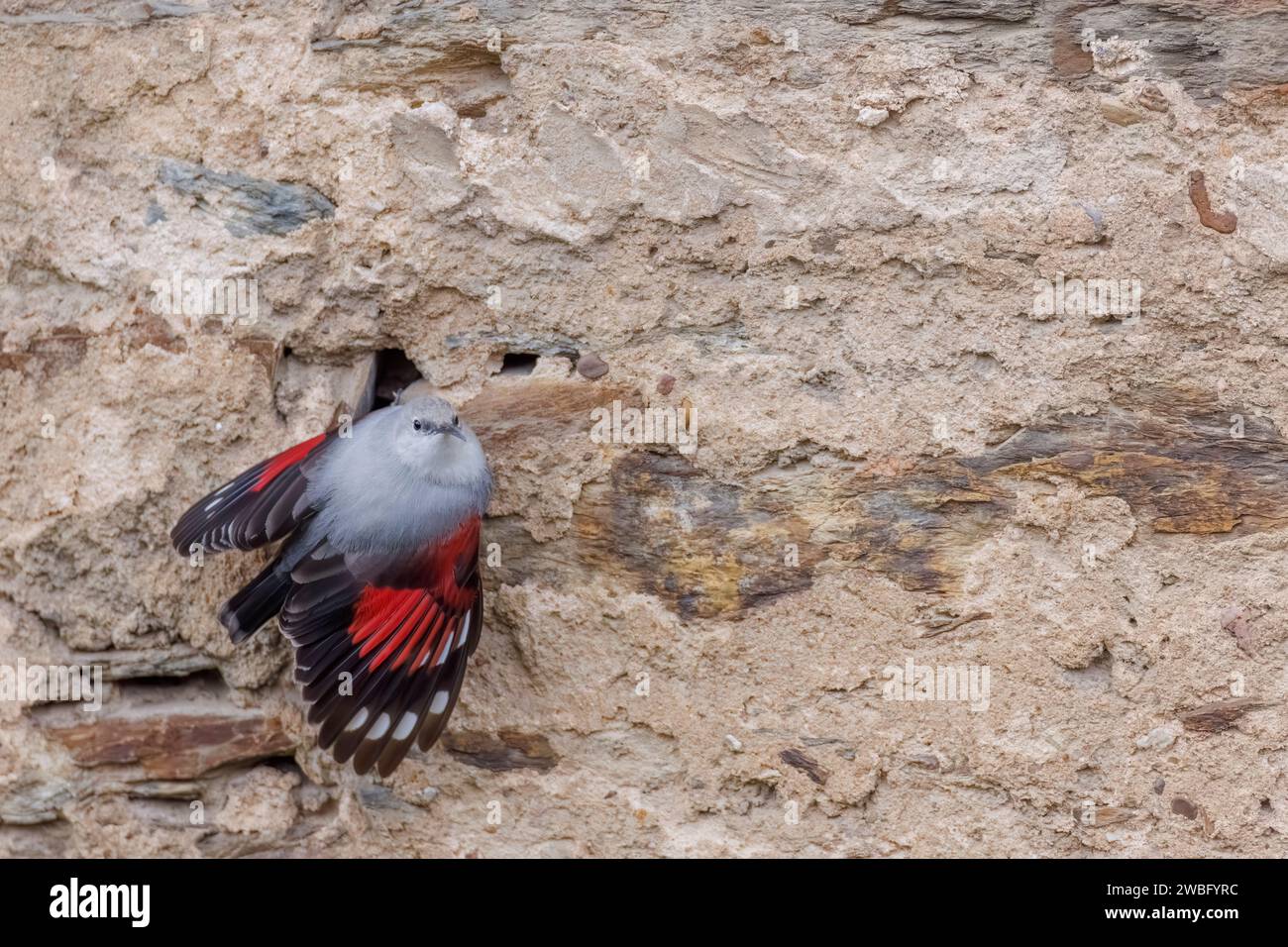 Wallcreeper, Tichodroma muraria, Mauer klettern, auf der Suche nach Nahrungsmitteln, Rheinland-Pfalz/Deutschland Stockfoto