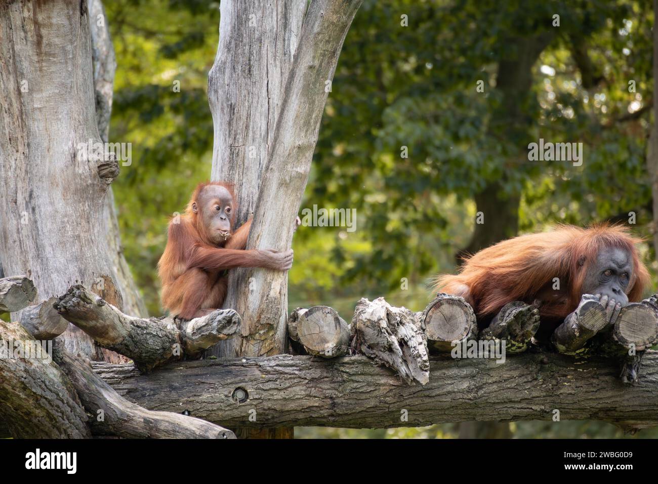 Zwei Sumatra-Orang-Utans (Baby und Erwachsener) auf Baumstamm im Zoo. Bedrohte Tiere im Zoologischen Garten. Stockfoto