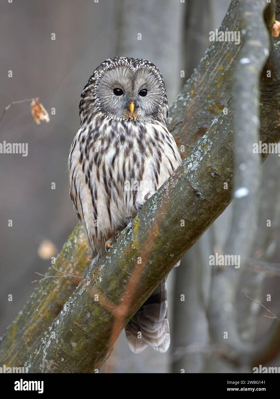 Ural-Eule im natürlichen Habitat (Strix uralensis). Stockfoto