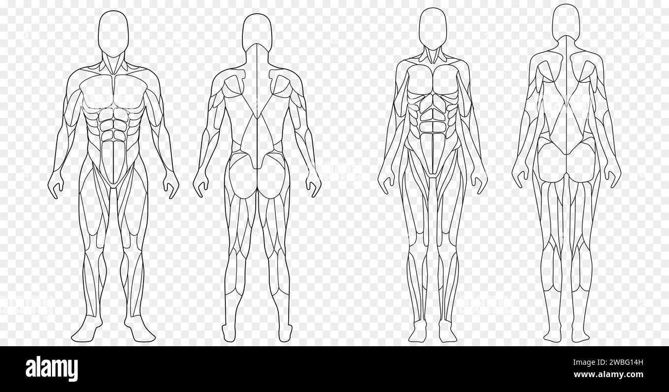 Männliche und weibliche Figur mit anatomischen Muskeln, Vorder- und Rückansicht Stock Vektor