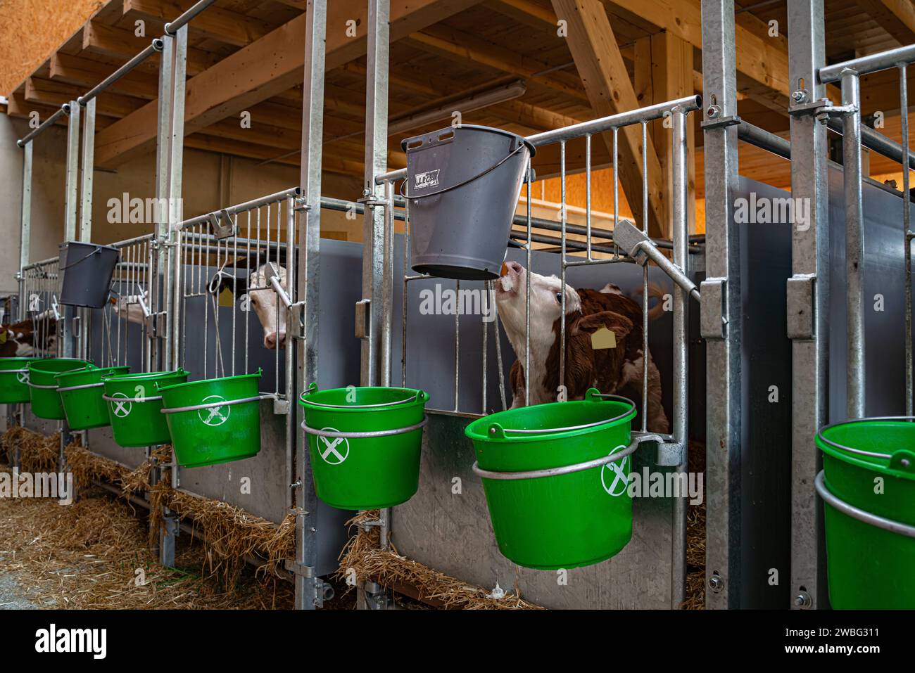 Kälber in ihren Aufzuchtboxen in einem separatem Indoor-Kälberstall mit davor angebrachten Milcheimern. Die Aufzucht von kleinen Kälbern ist ein herausfordernder Zeitraum in der Rinderzucht, da die Jungtiere insbesondere in den ersten Lebenswochen sehr anfällig für Infektionskrankheiten sind. Region Allgäu Bayern Deutschland *** Kälber in ihren Aufzuchtbuchten in einem separaten Kälberstall mit Milcheimern vor der Aufzucht kleiner Kälber ist eine schwierige Phase in der Rinderzucht, da die Jungtiere sehr anfällig für Infektionskrankheiten sind. besonders in den ersten Lebenswochen Reg Stockfoto