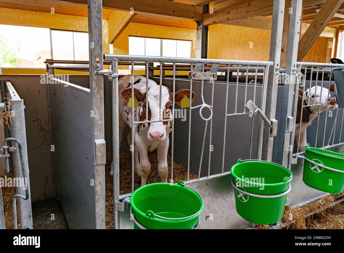 Kälber in ihren Aufzuchtboxen in einem separatem Indoor-Kälberstall mit davor angebrachten Milcheimern. Die Aufzucht von kleinen Kälbern ist ein herausfordernder Zeitraum in der Rinderzucht, da die Jungtiere insbesondere in den ersten Lebenswochen sehr anfällig für Infektionskrankheiten sind. Region Allgäu Bayern Deutschland *** Kälber in ihren Aufzuchtbuchten in einem separaten Kälberstall mit Milcheimern vor der Aufzucht kleiner Kälber ist eine schwierige Phase in der Rinderzucht, da die Jungtiere sehr anfällig für Infektionskrankheiten sind. besonders in den ersten Lebenswochen Reg Stockfoto