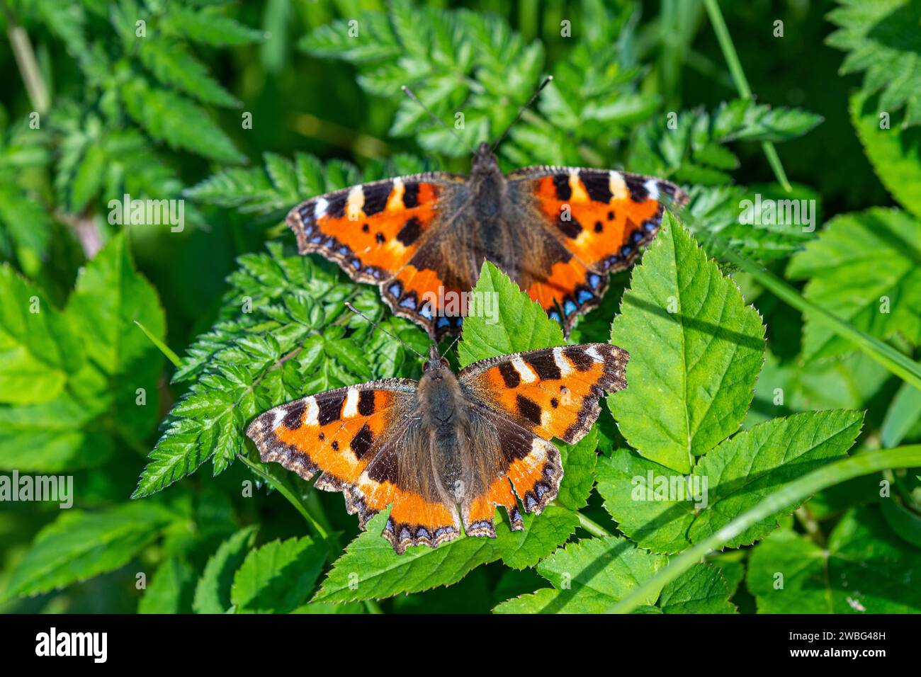 Zwei kleine Schildpatt (Aglais urticae) Schmetterlinge Stockfoto