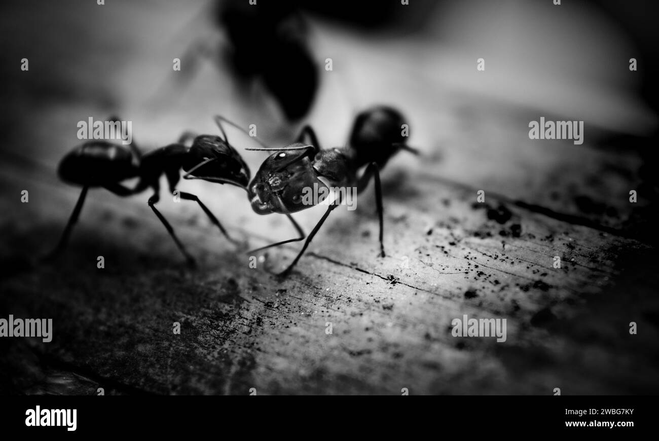 Makrofoto der roten Ameisenkönigin, Porträt der Ameisenkolonie, Nahaufnahme von schwarzen und braunen Ameisen mit glänzenden Köpfen und Beinen Stockfoto