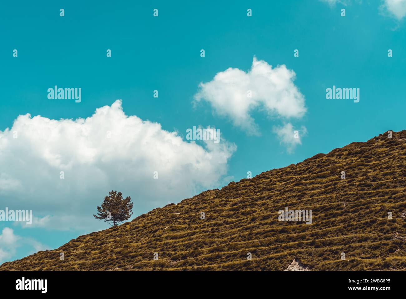 Zwei zarte weiße Blüten auf einem lebhaften Hügel aus üppigem grünem Gras und Laub Stockfoto