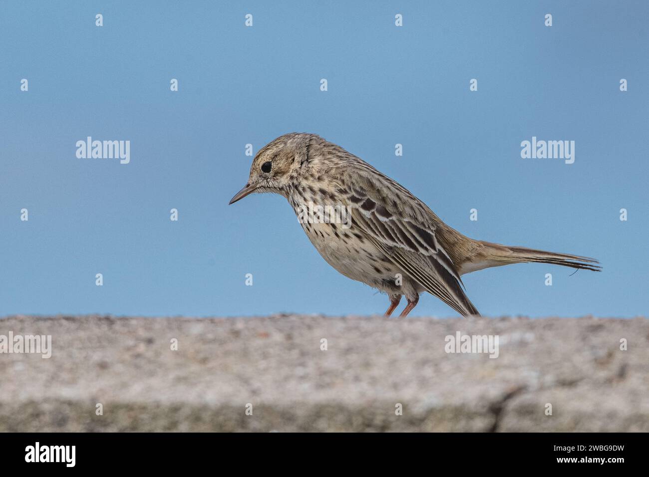 Rock Pipit, (Anthus Petrosus), Torry Battery, Aberdeen, Schottland, UK Stockfoto