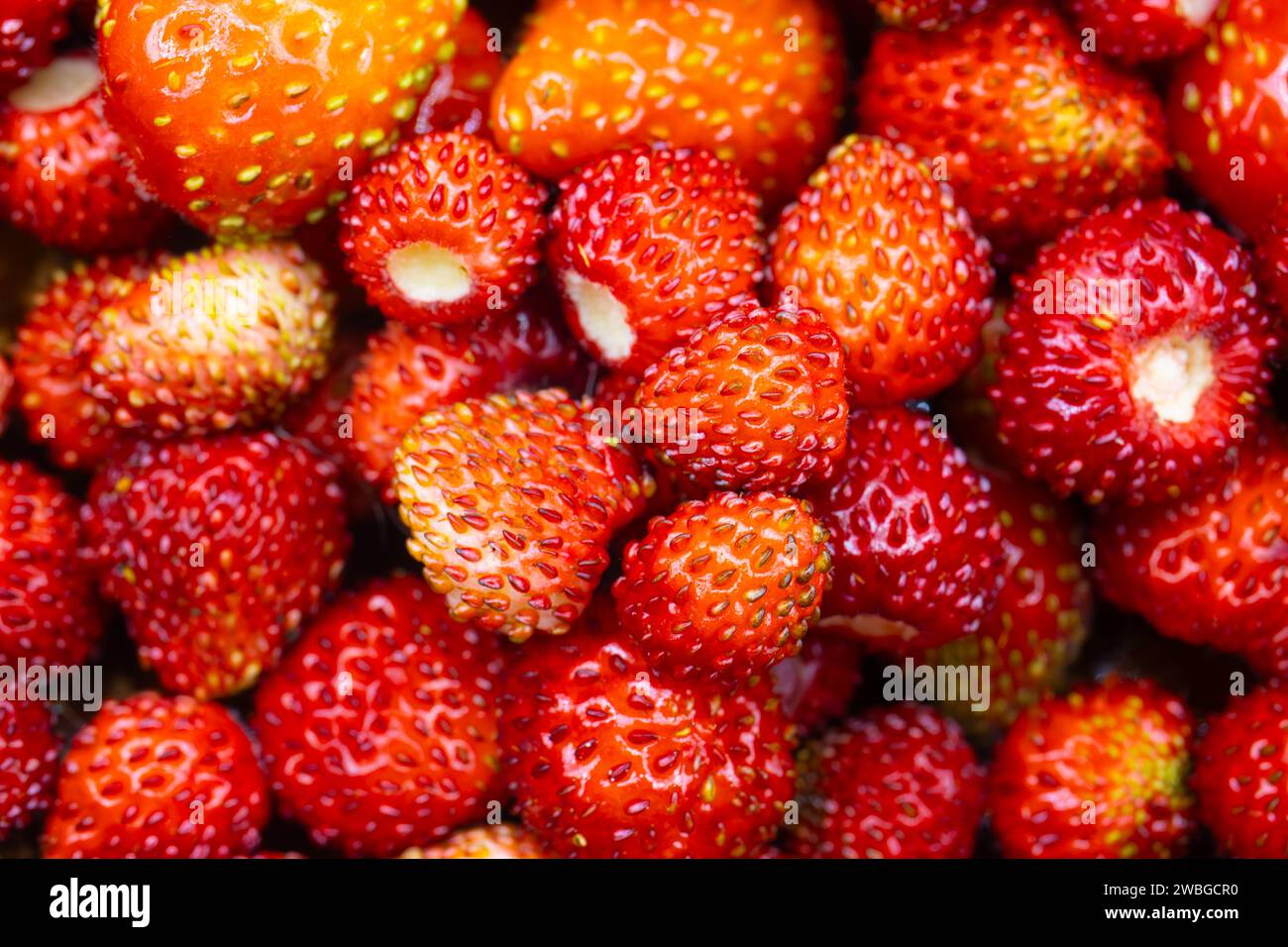 Frische wilde Erdbeeren (Fragaria vesca) Stockfoto