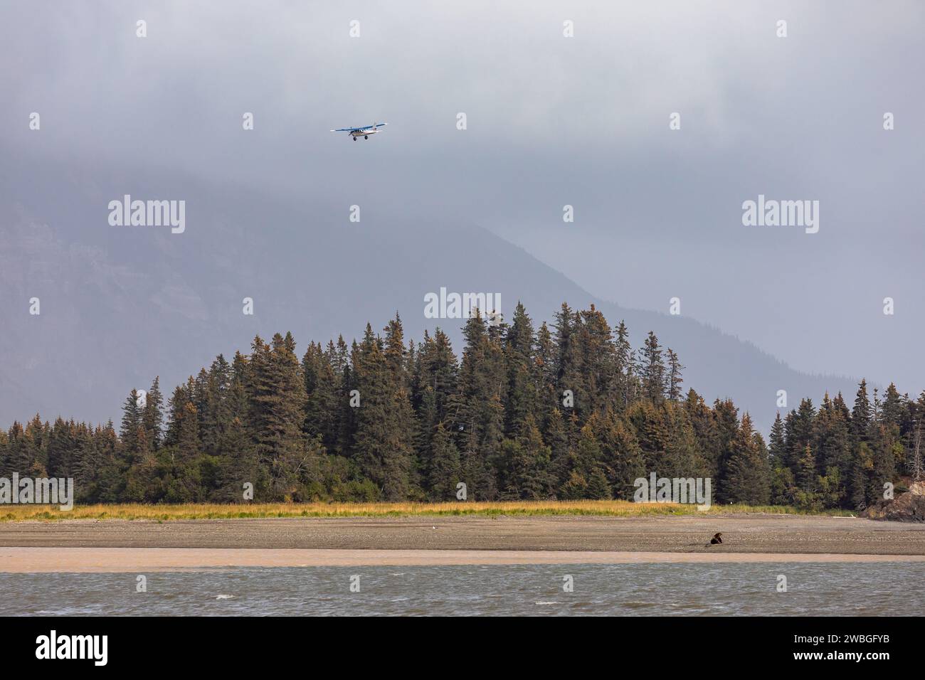 Ein kleines Buschflugzeug fliegt über dem Grizzleybären Ursus arctos horribilis, der am felsigen Strand im Lake Clark Wilderness Preserve sitzt Stockfoto