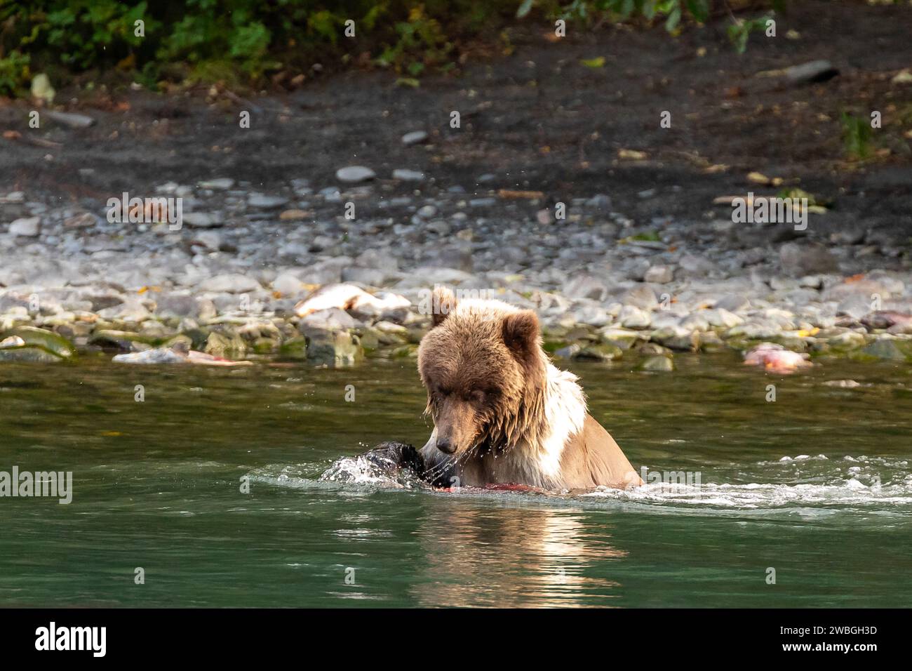 Junges Grizzlybärchen, Ursus arctos horribilis, fängt und isst die Fische im Fluss Stockfoto