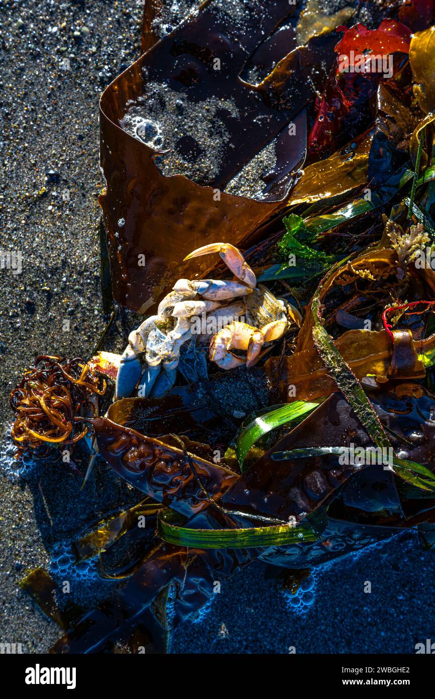 Gestrandet am Joseph Whidbey State Park Beach Stockfoto