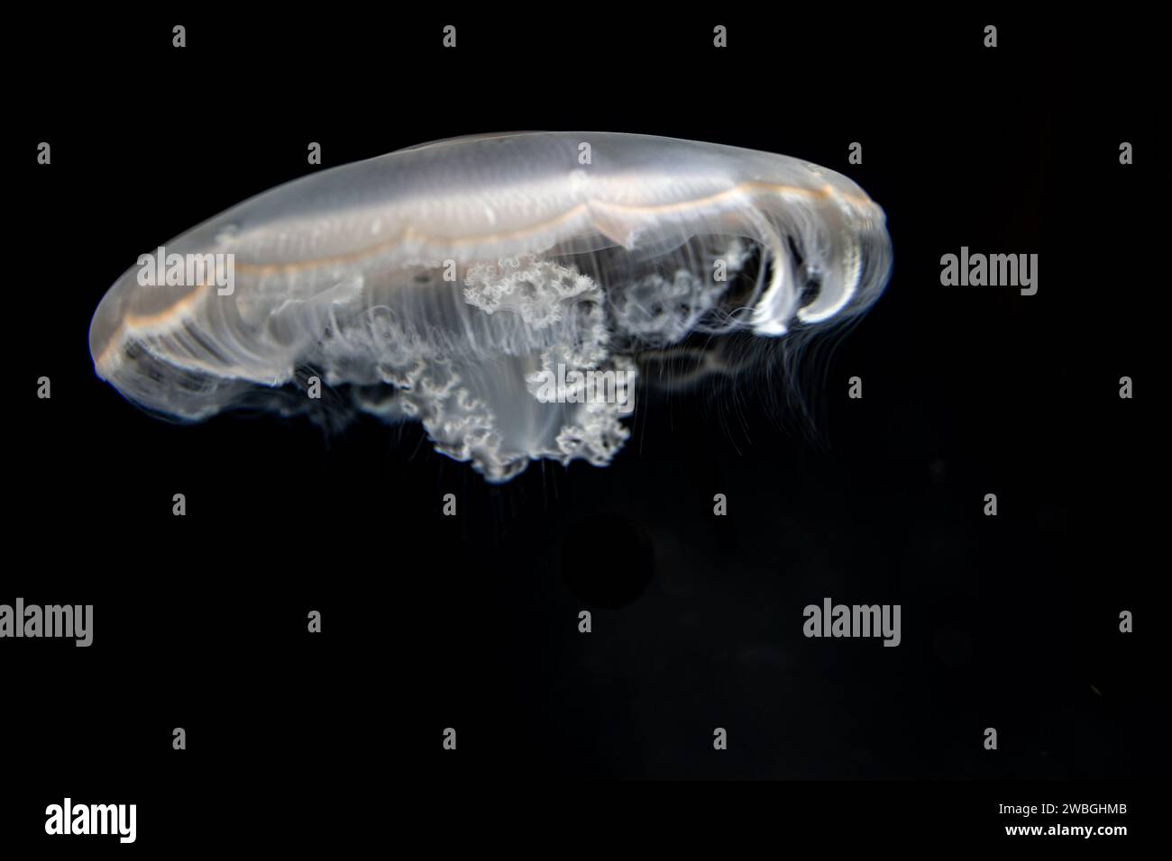 Gespenstisch klarer Körper und fadenartige Tentakel von Quallen, die vor dunklem Hintergrund schwimmen Stockfoto