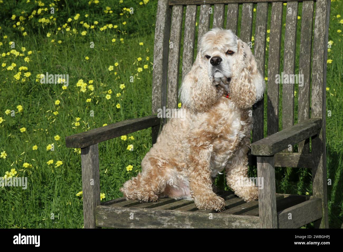 Cocker Spaniel sitzt auf einem Stuhl in einem Feld voller Wildblumen Stockfoto