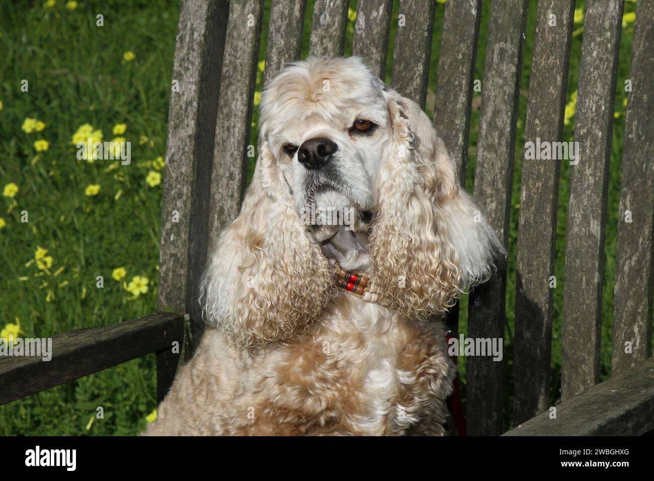 Cocker Spaniel Porträt sitzt auf einem Stuhl in Wildblumen Stockfoto