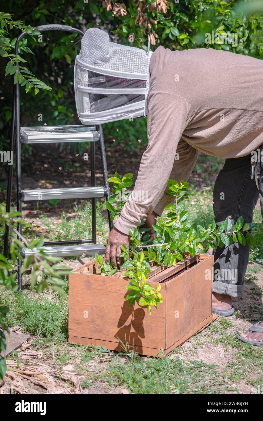 Imker, der wilde Honigbienen von einem Baumzweig in einen künstlichen Bienenstock überführt Stockfoto